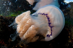 Barrel jellyfish by Pieter Firlefyn 